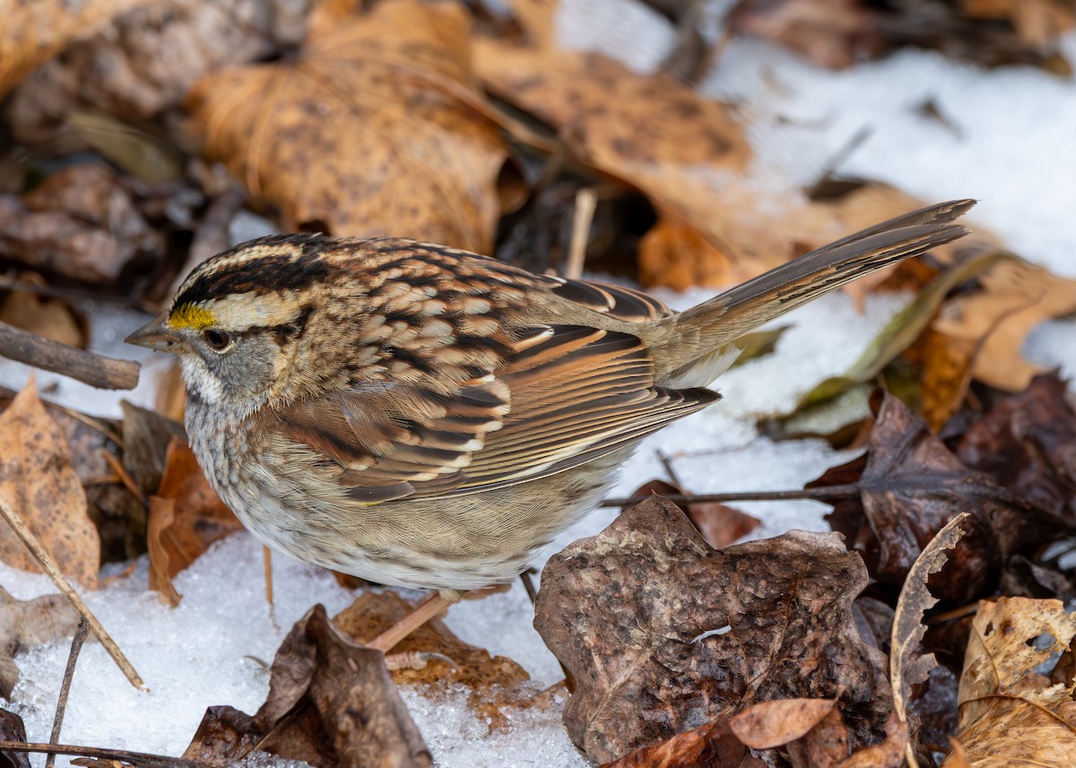 strnadec bělohrdlý - ML647683213