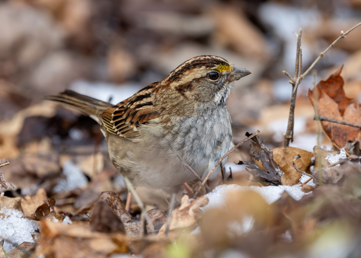 strnadec bělohrdlý - ML647683214