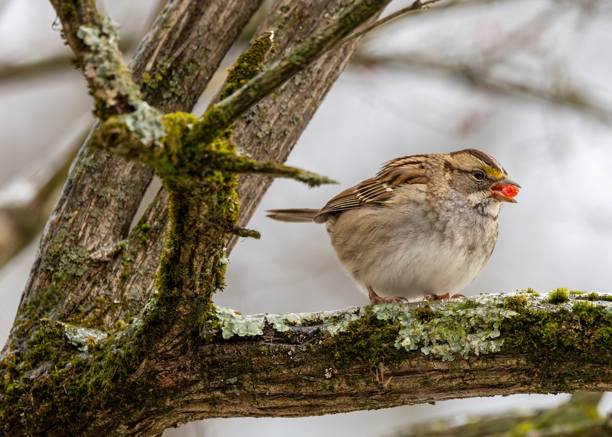 strnadec bělohrdlý - ML647683215