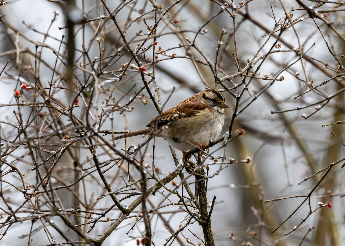 strnadec bělohrdlý - ML647683216