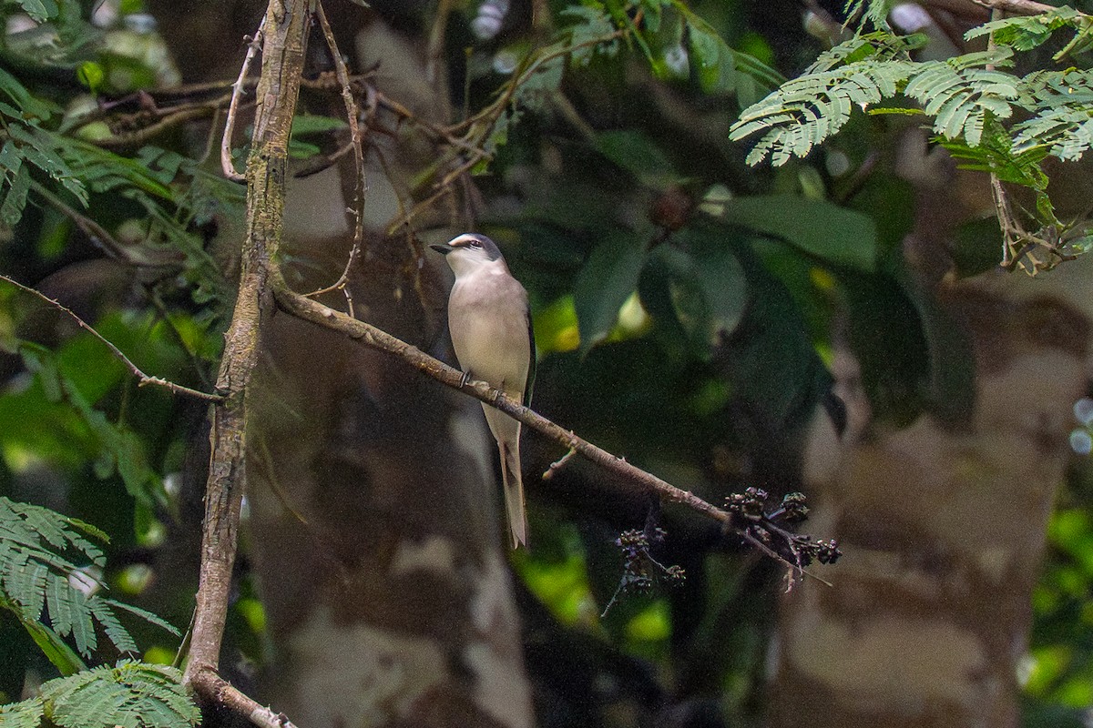 小灰山椒鳥 - ML647683220