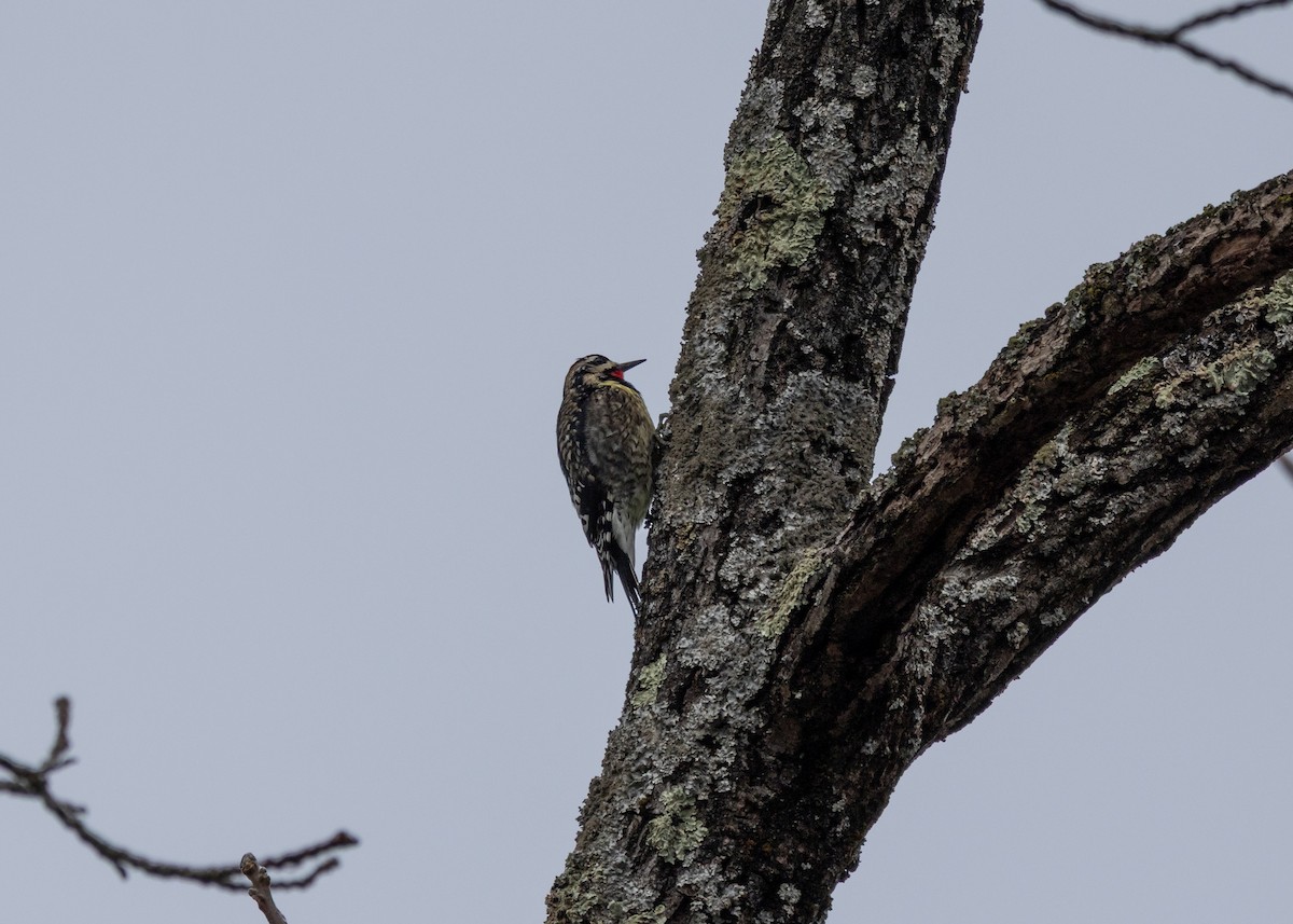 datel rudohrdlý - ML647683232