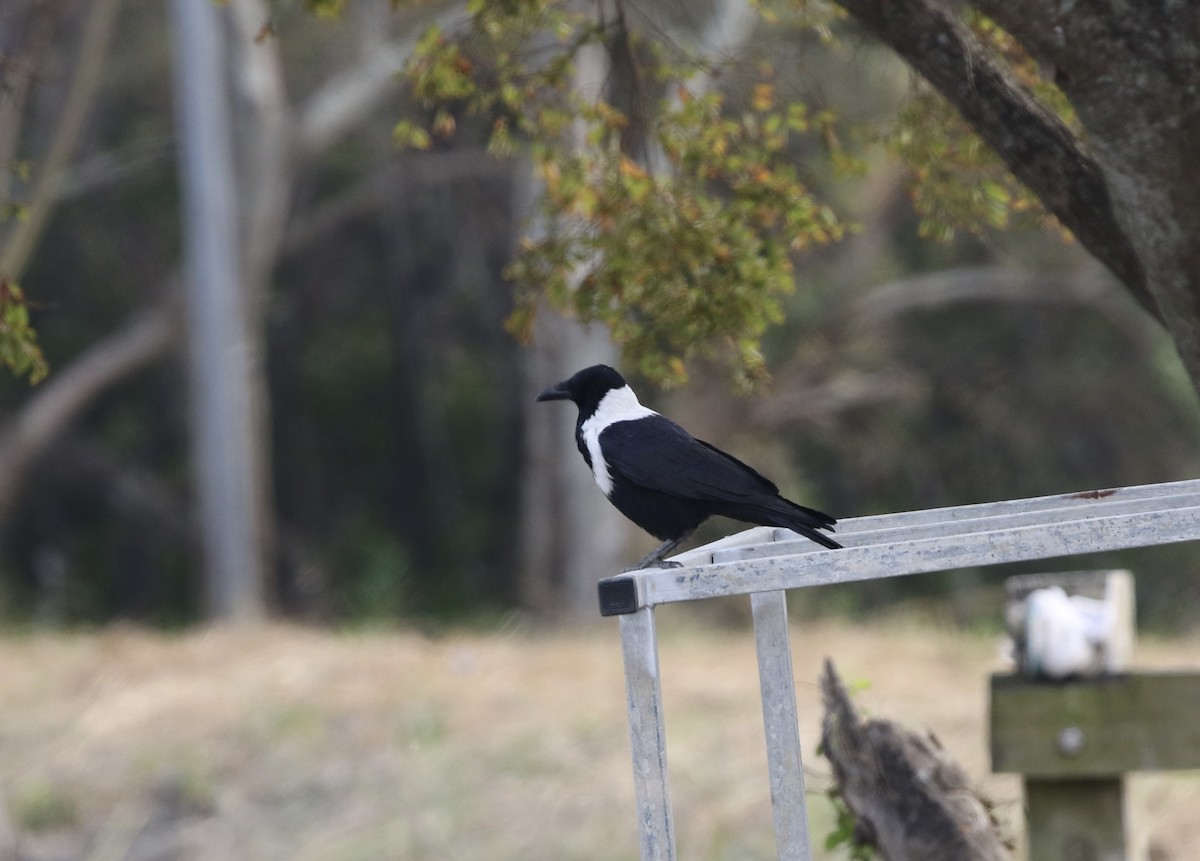 Collared Crow - ML647683233