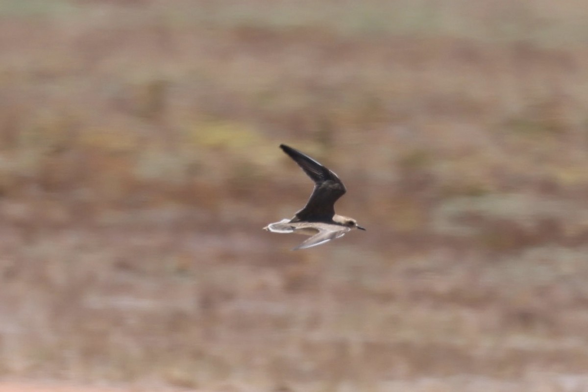 Oriental Plover - ML647683236