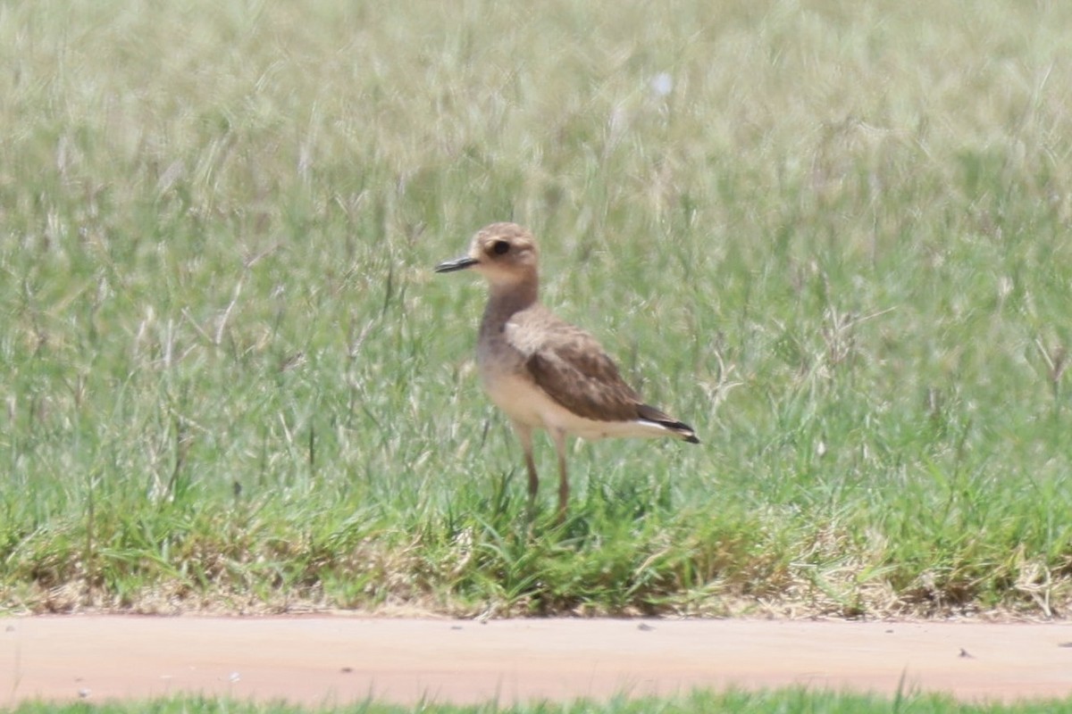 Oriental Plover - ML647683237