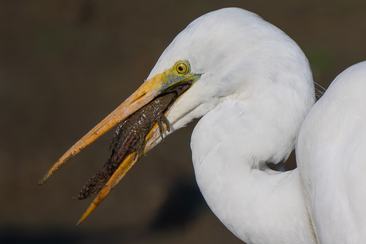 Great Egret - ML647683238
