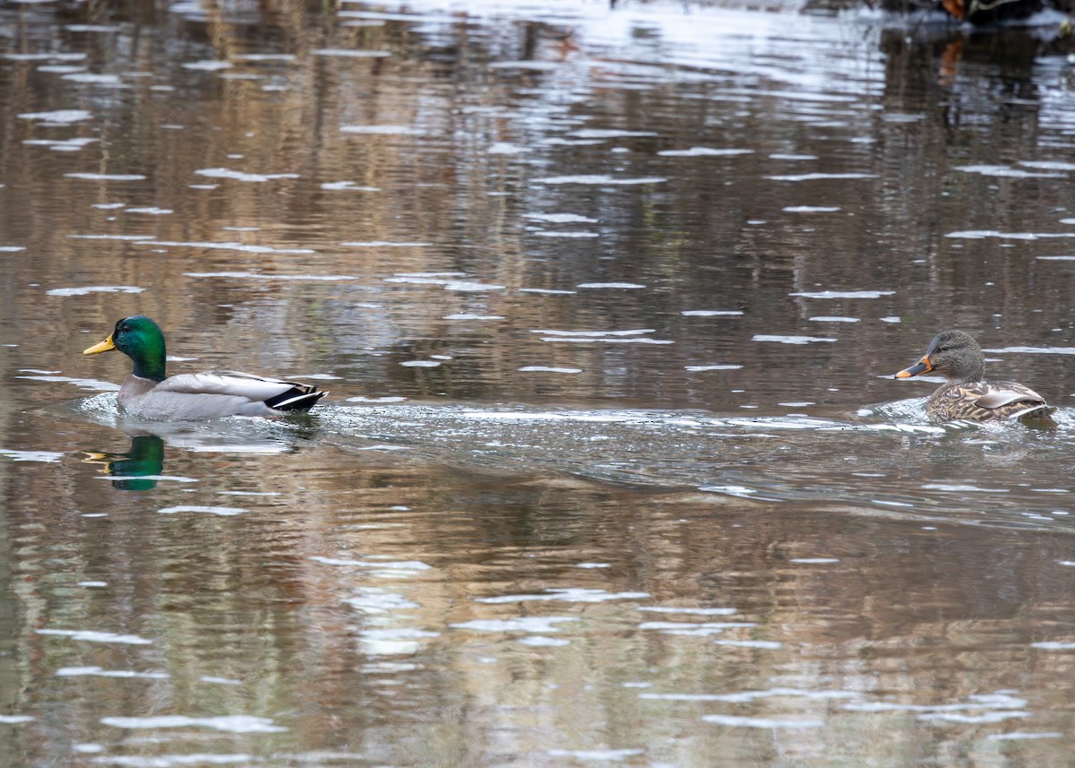 Mallard - ML647683240