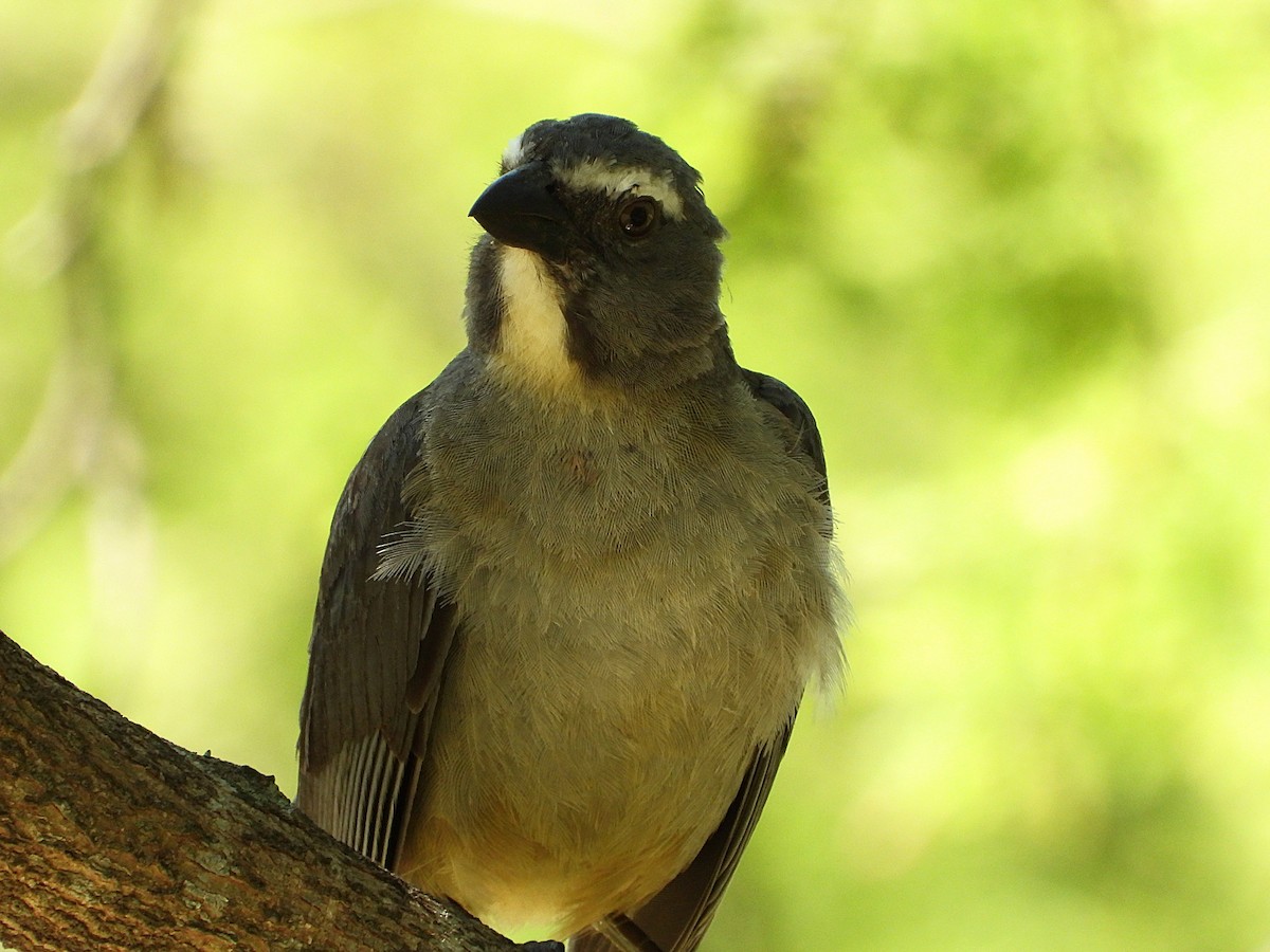 Bluish-gray Saltator - ML647683241