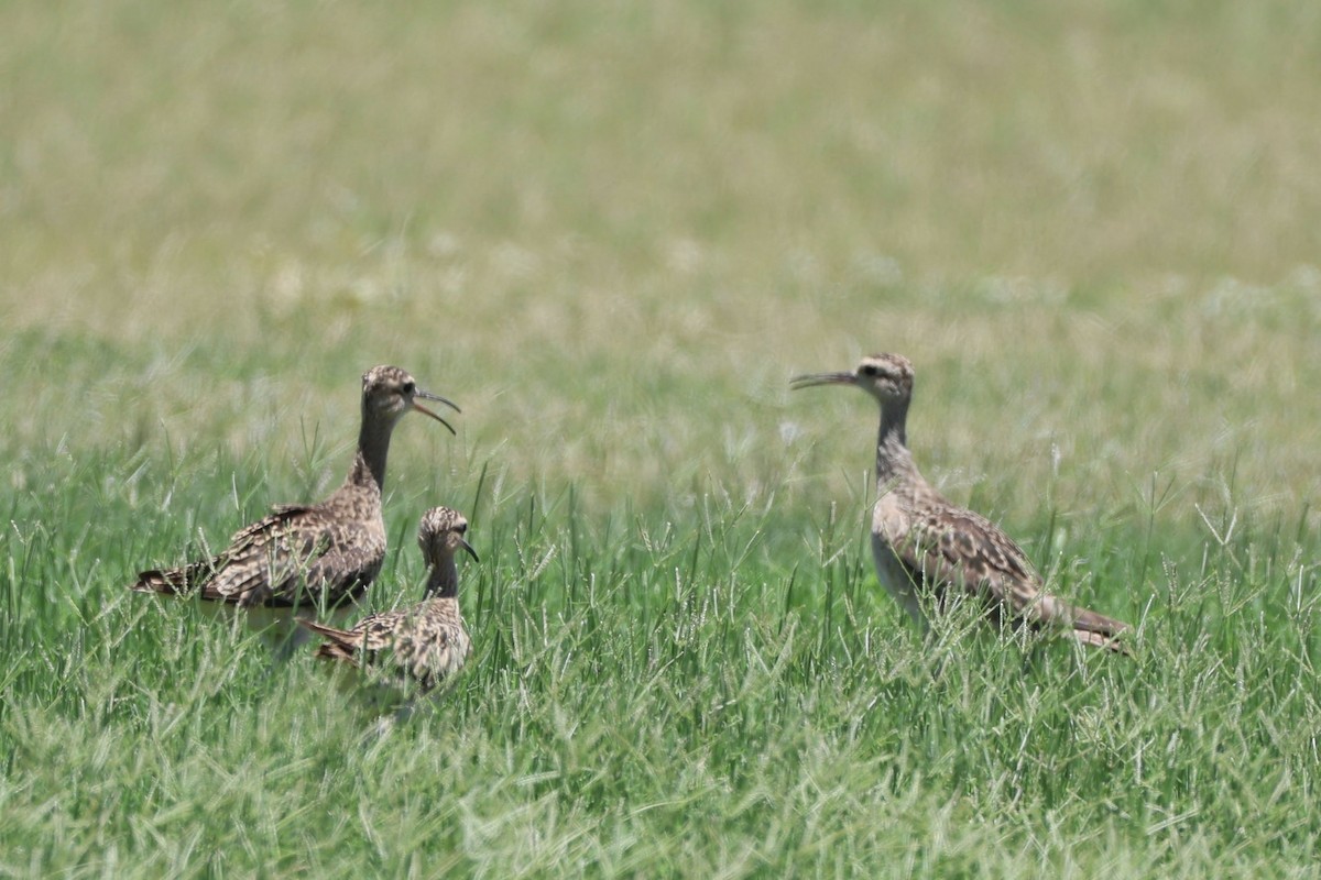 Little Curlew - ML647683242