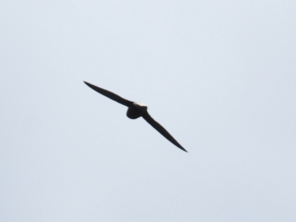 Short-tailed Swift - ML647683244