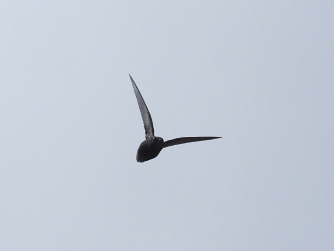 Short-tailed Swift - ML647683245