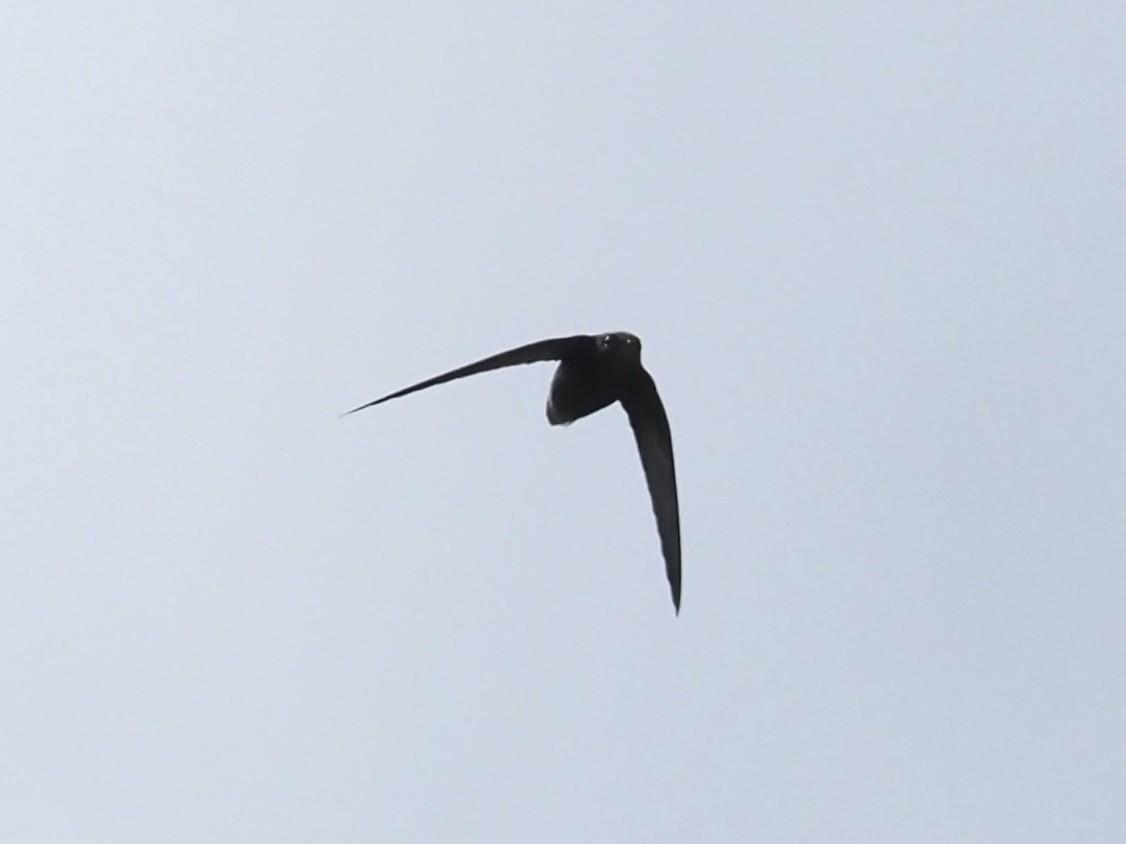 Short-tailed Swift - ML647683246