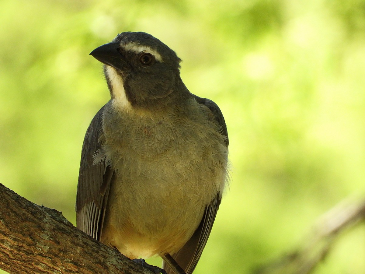 Bluish-gray Saltator - ML647683250