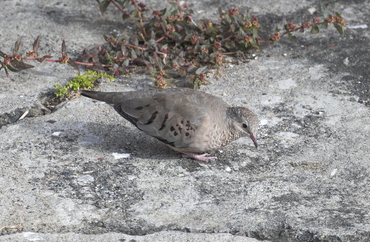 Common Ground Dove - ML647683251