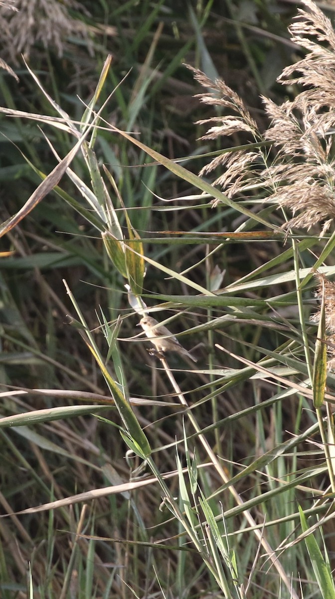 Chinese Penduline-Tit - ML647683253