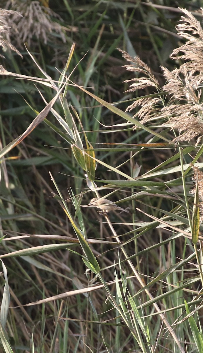 Chinese Penduline-Tit - ML647683254