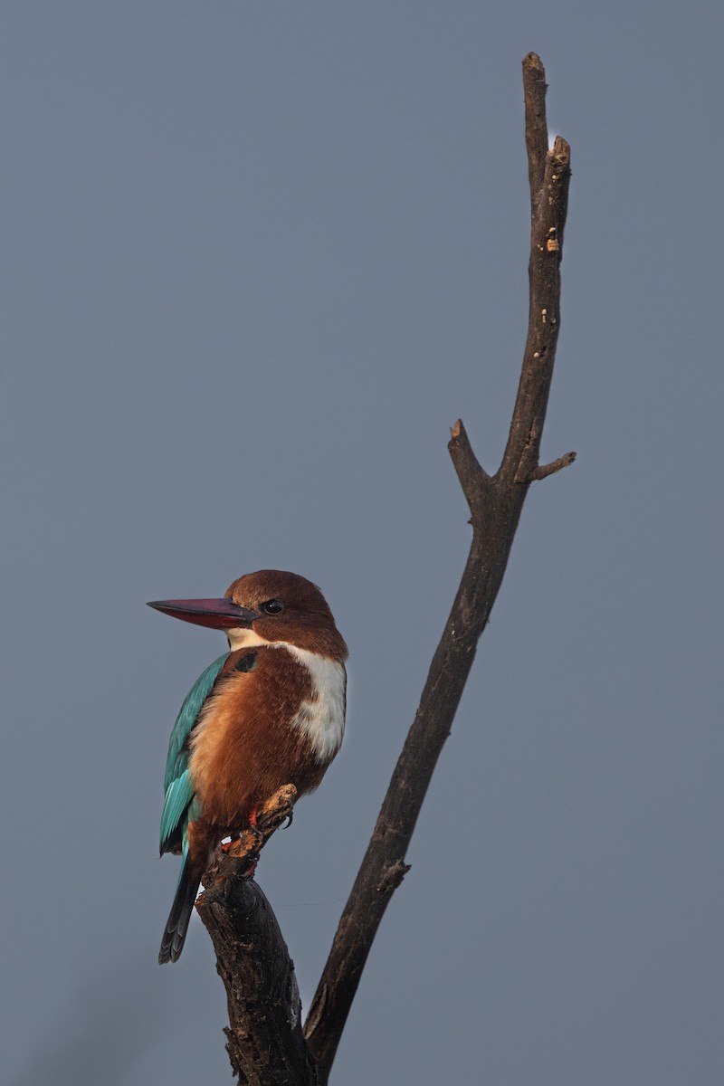 White-throated Kingfisher - ML647683255