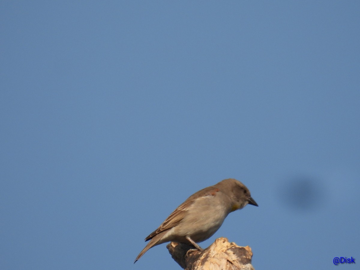 Yellow-throated Sparrow - ML647683256