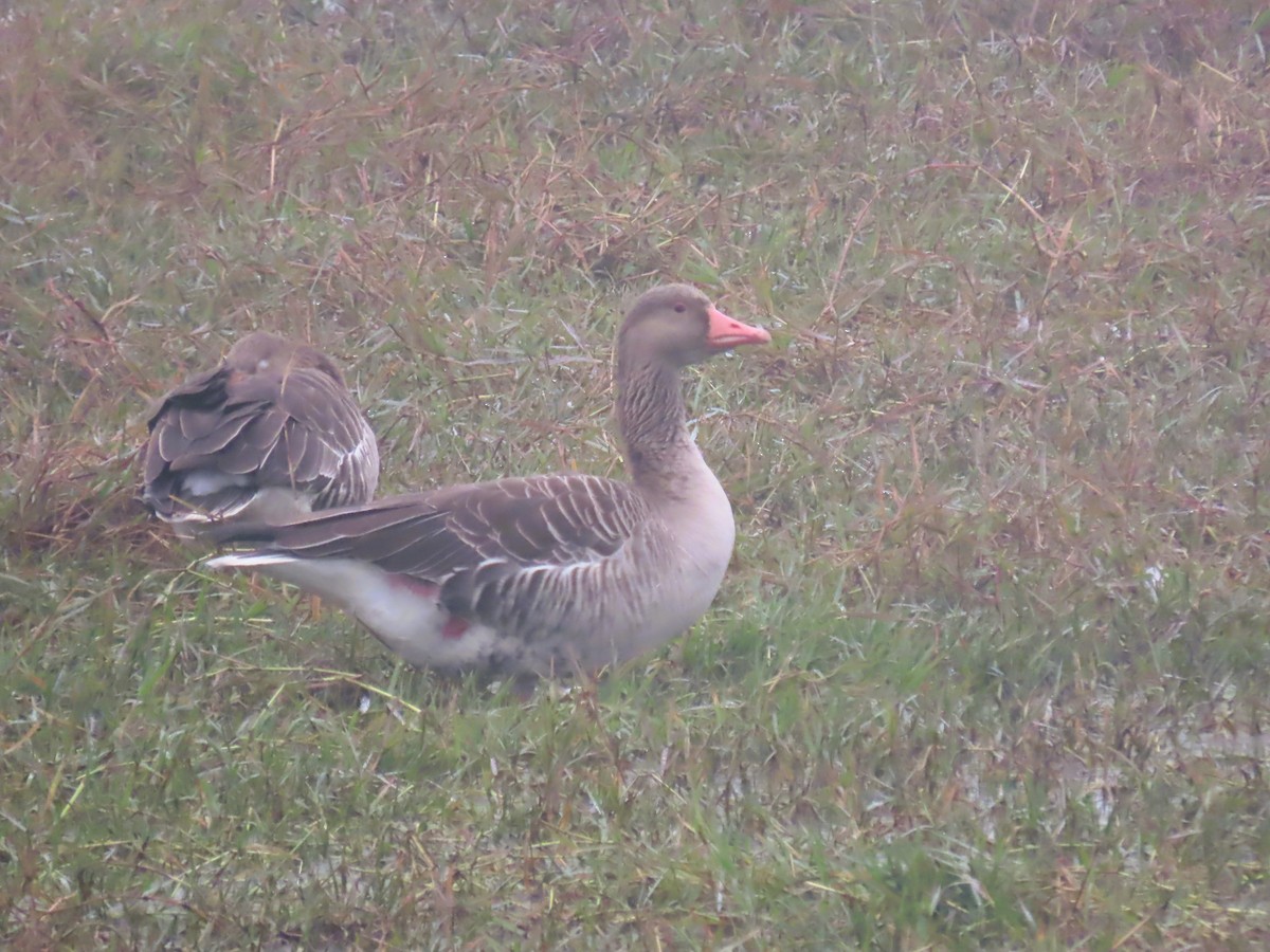 Graylag Goose - ML647683257