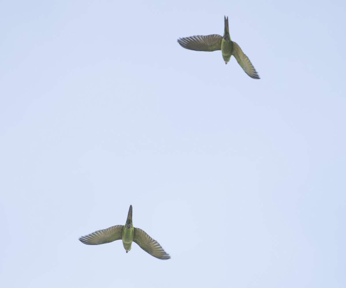 Pacific Parakeet - ML647683259