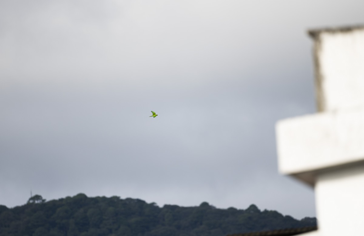 Pacific Parakeet - ML647683260