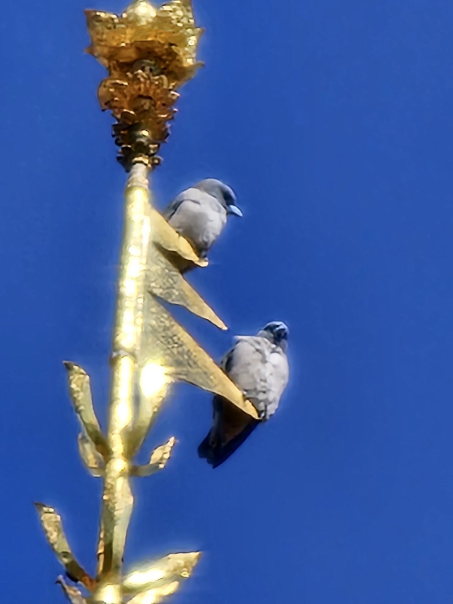 Ashy Woodswallow - ML647683262