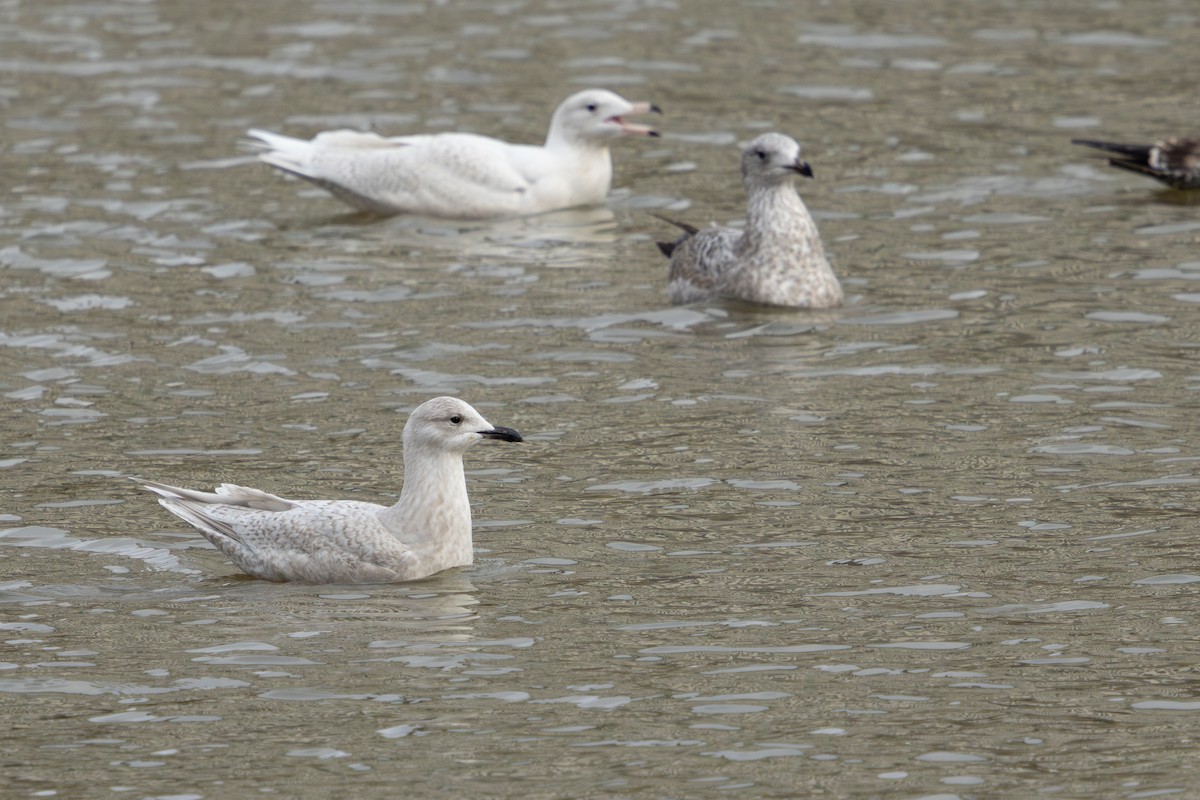 Iceland Gull (kumlieni) - ML647683264