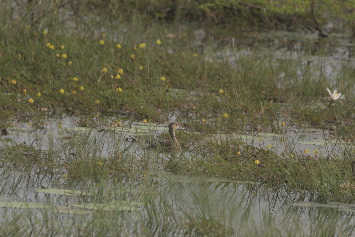 Zuhaitz-ahate javatarra - ML647683266