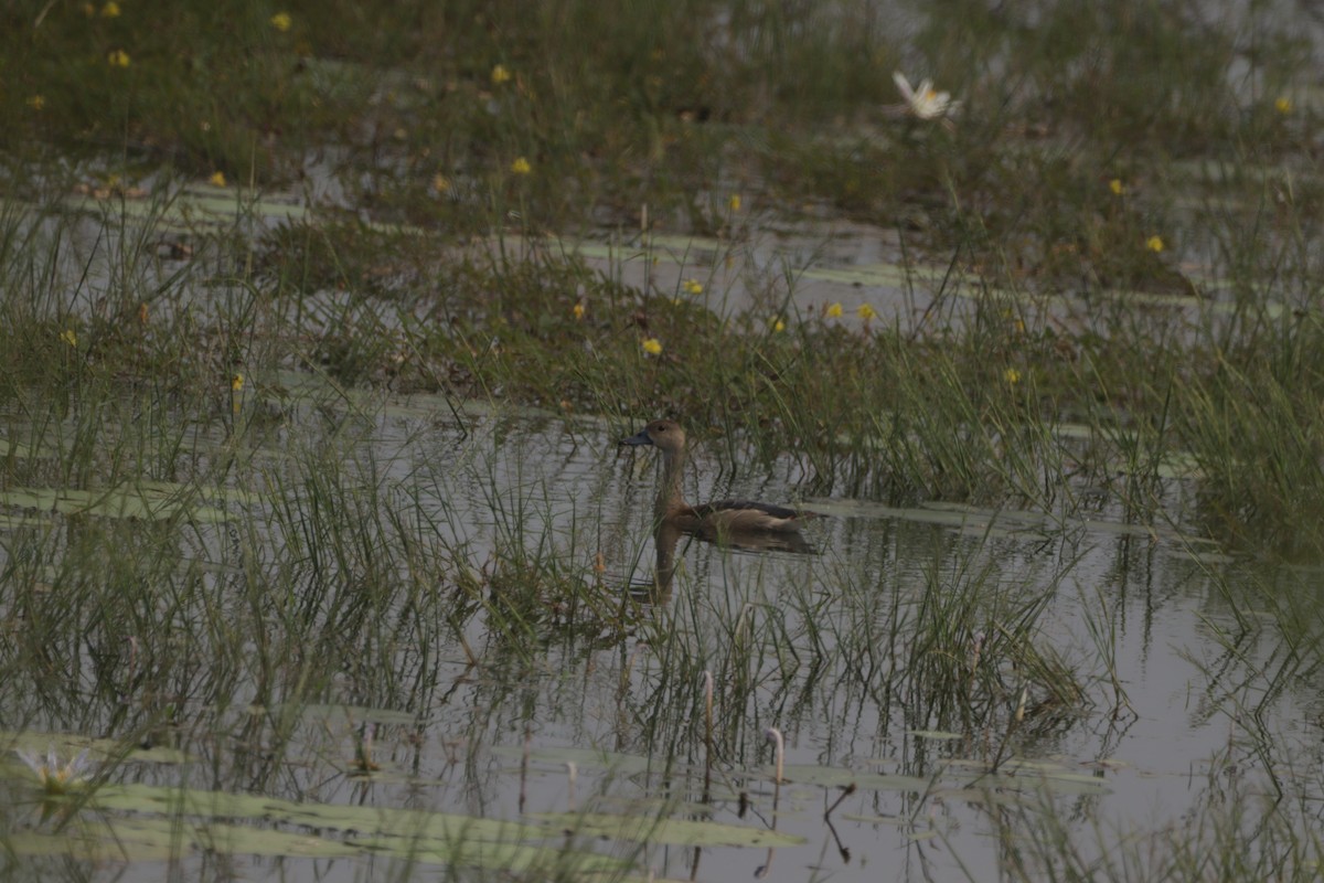 Zuhaitz-ahate javatarra - ML647683267