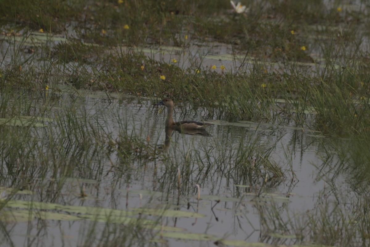 Zuhaitz-ahate javatarra - ML647683269