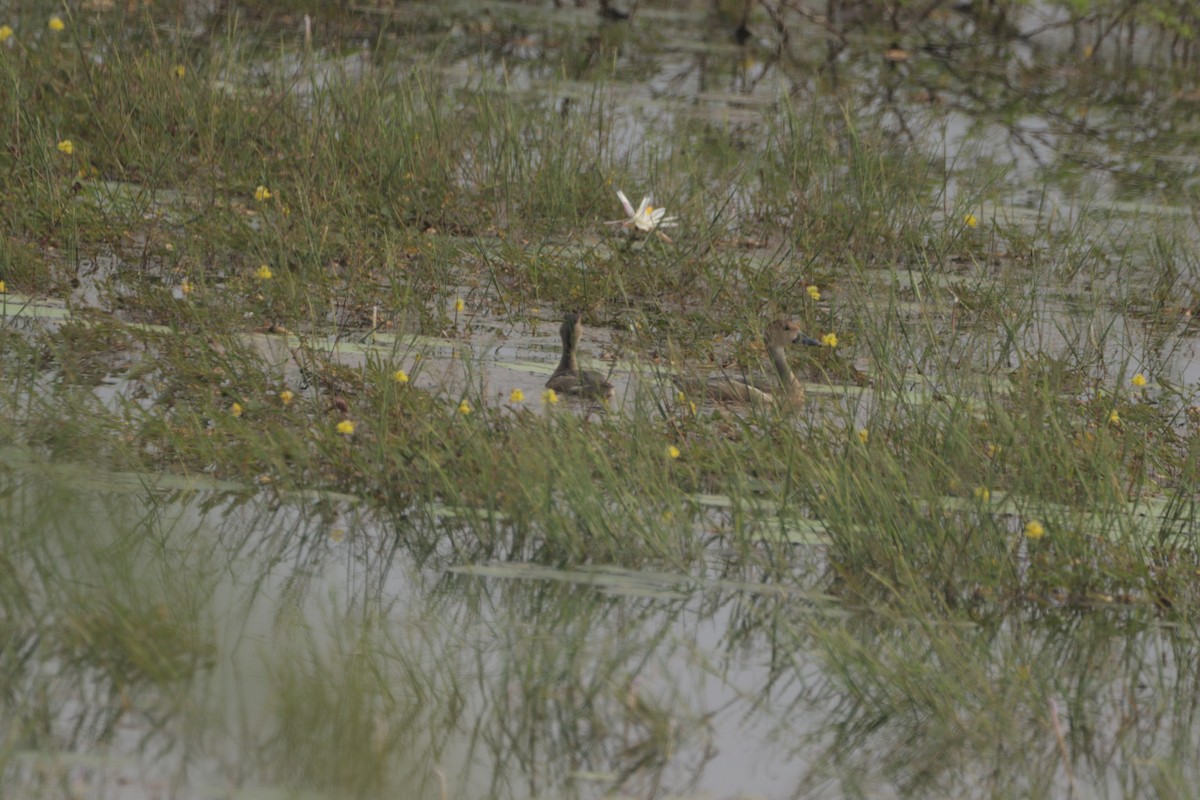 Zuhaitz-ahate javatarra - ML647683271