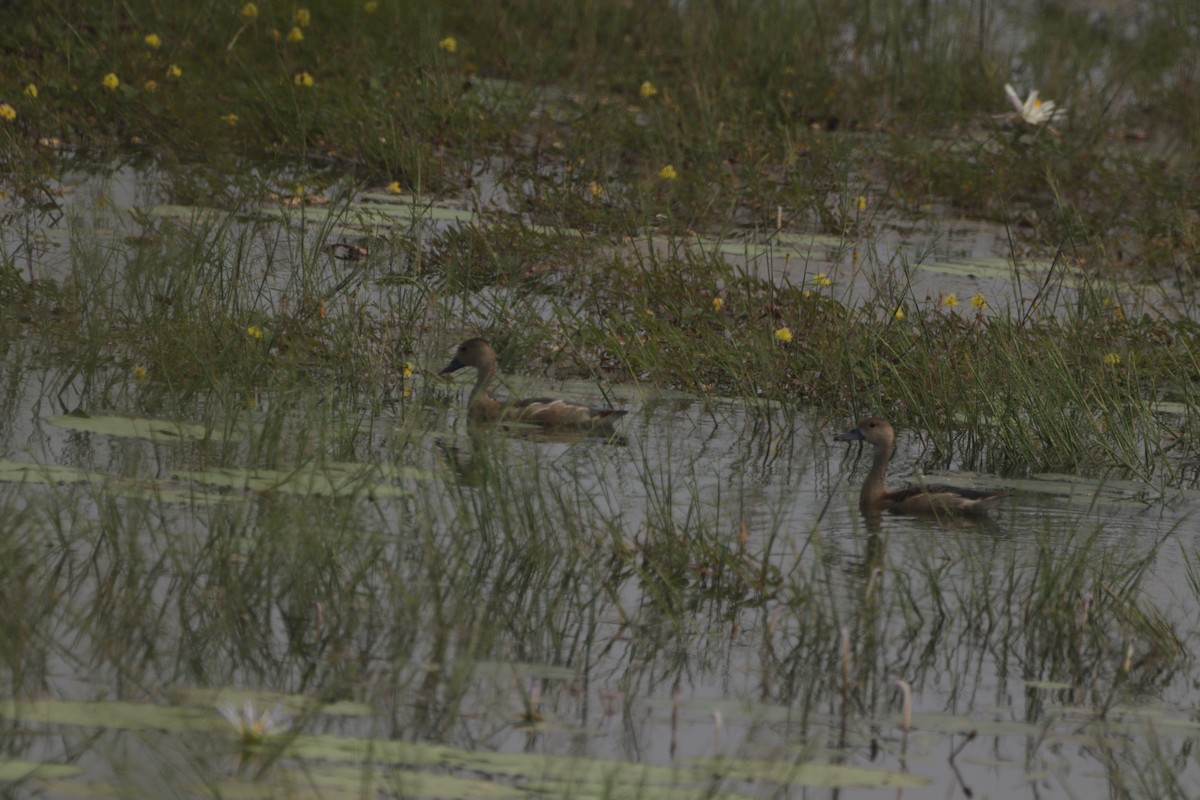 Zuhaitz-ahate javatarra - ML647683272