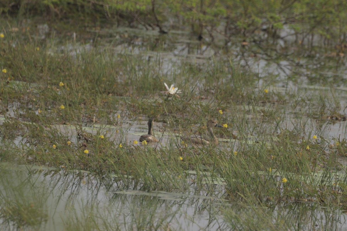 Zuhaitz-ahate javatarra - ML647683273