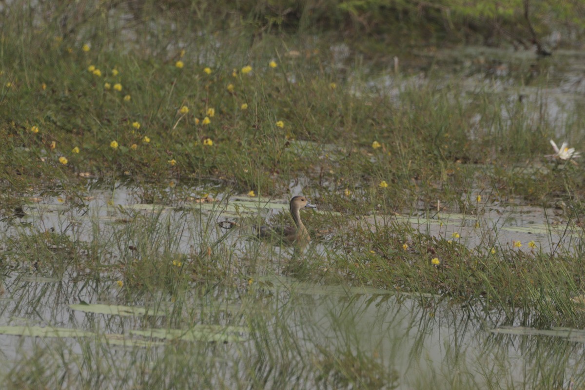 Zuhaitz-ahate javatarra - ML647683274