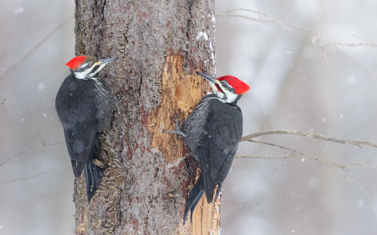Pileated Woodpecker - ML647683276