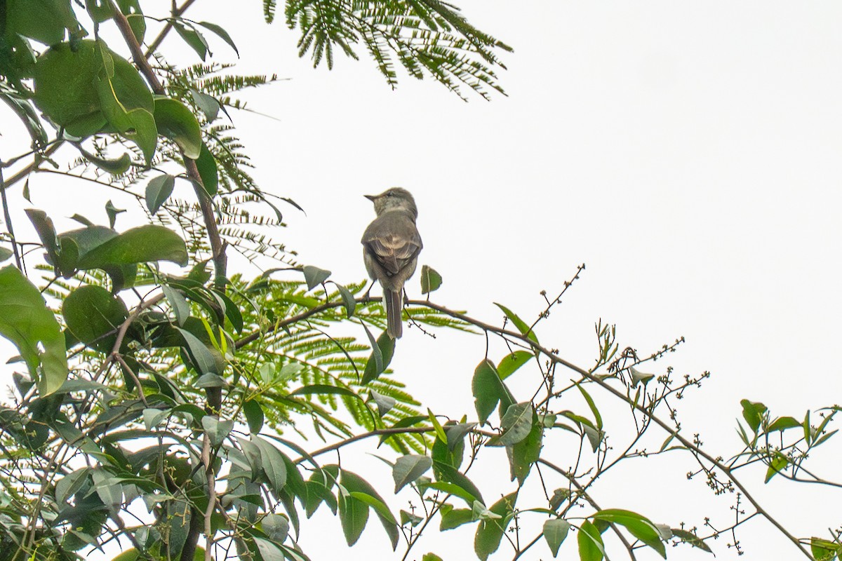 Brown-rumped Minivet - ML647683277