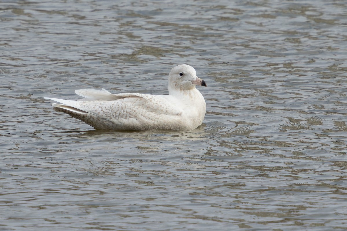 Glaucous Gull - ML647683278