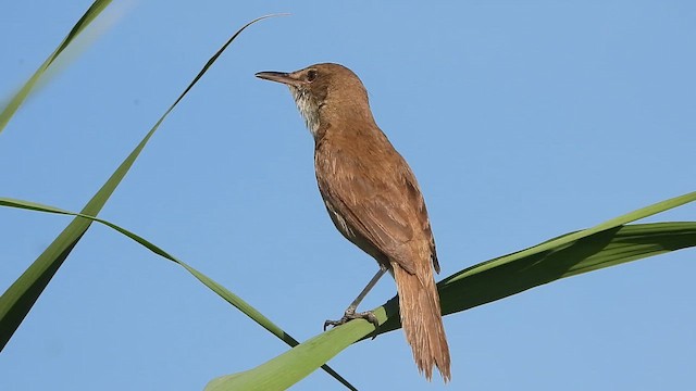 Carricero Estentóreo - ML647683279