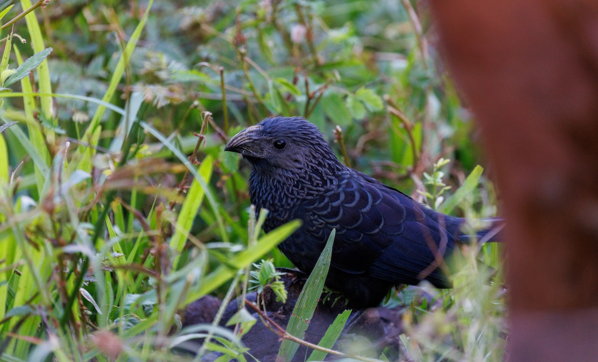 Garrapatero Asurcado - ML647683297