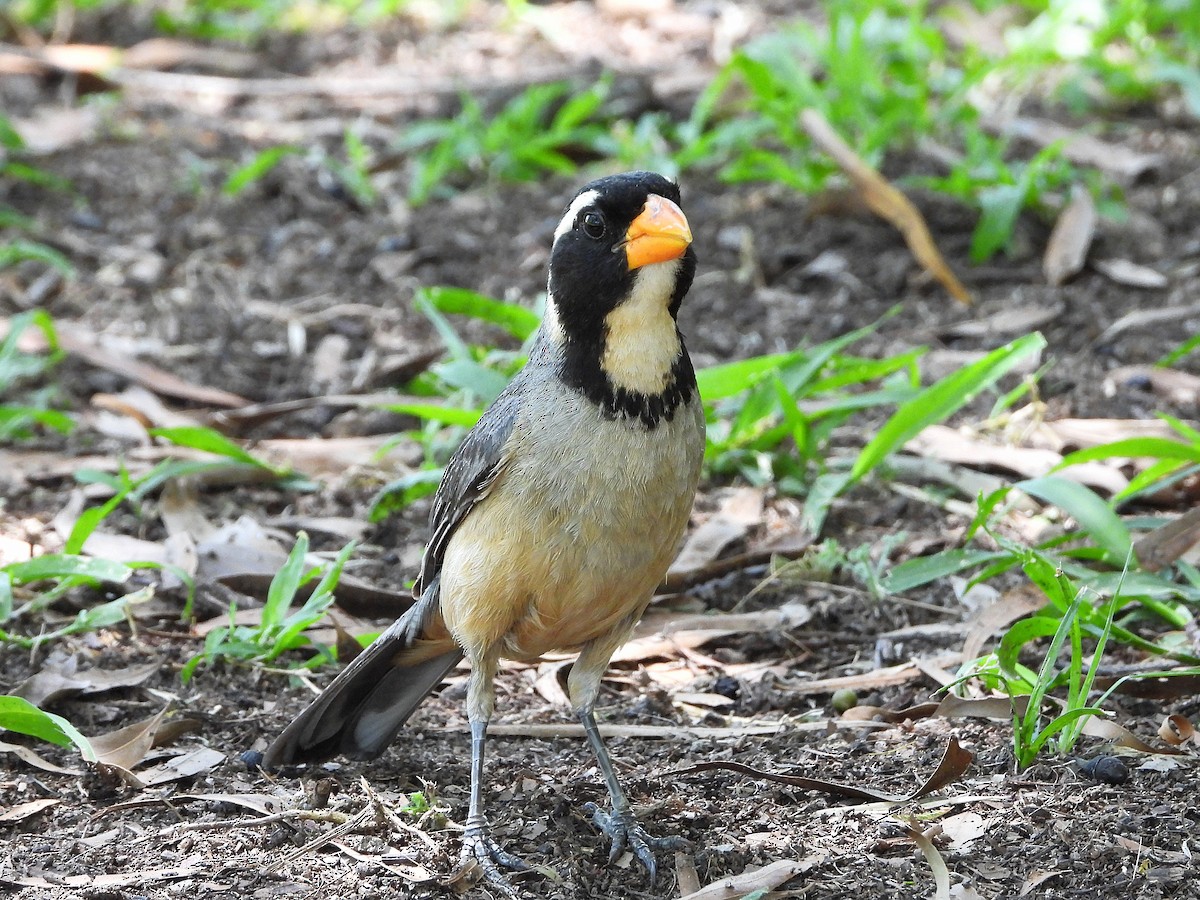Golden-billed Saltator - ML647683305