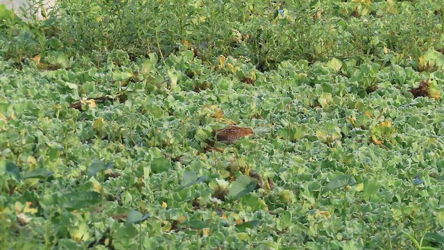 Погоныш-крошка - ML647683312