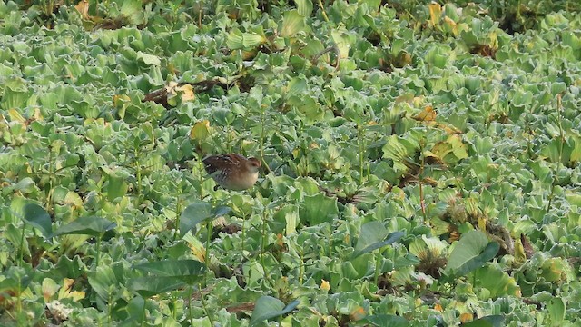 Погоныш-крошка - ML647683315