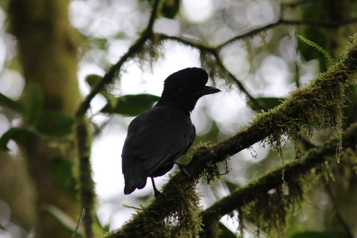 Long-wattled Umbrellabird - ML647683317