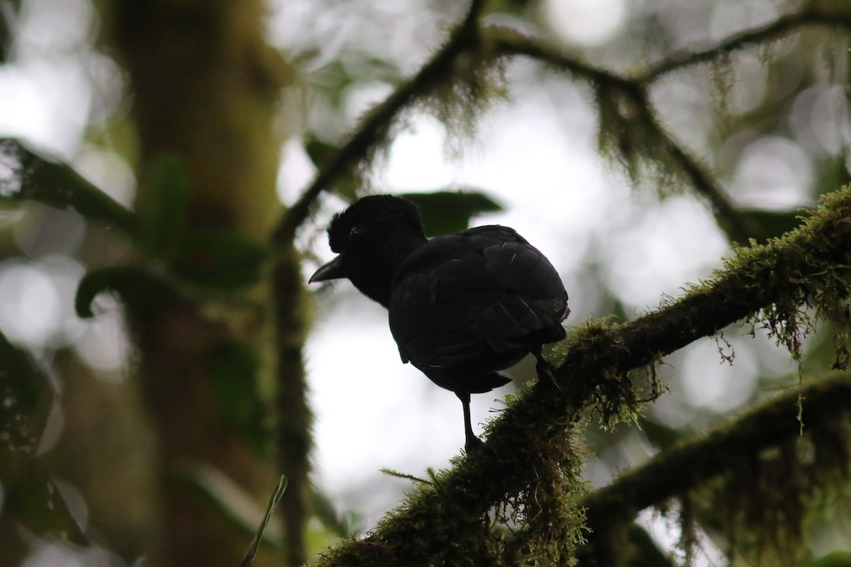 Long-wattled Umbrellabird - ML647683318