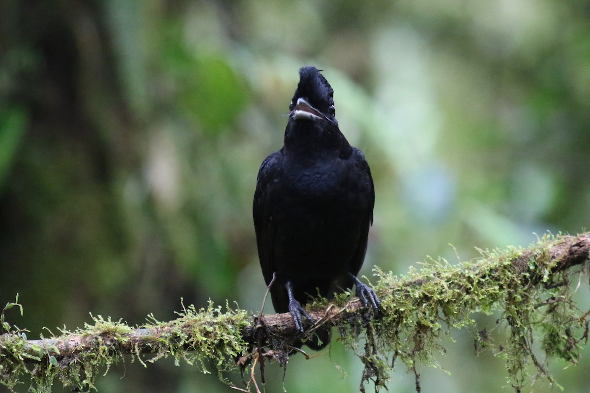 Long-wattled Umbrellabird - ML647683321
