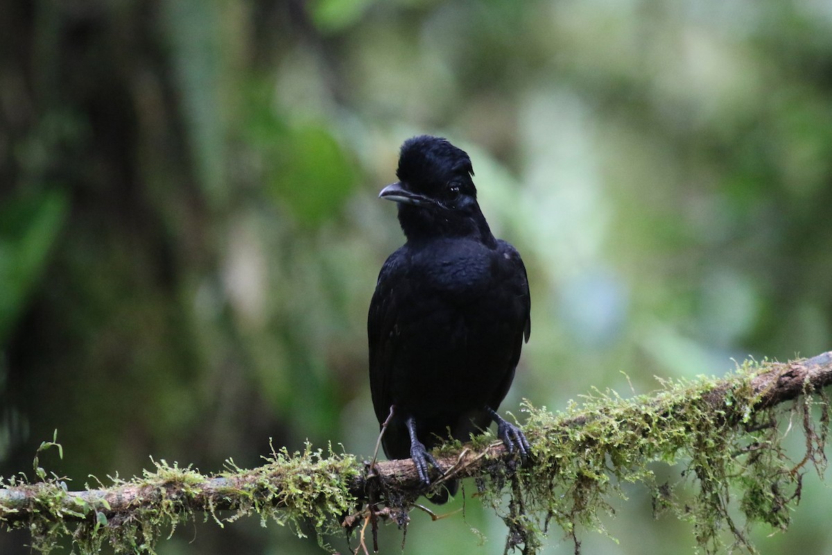 Long-wattled Umbrellabird - ML647683322