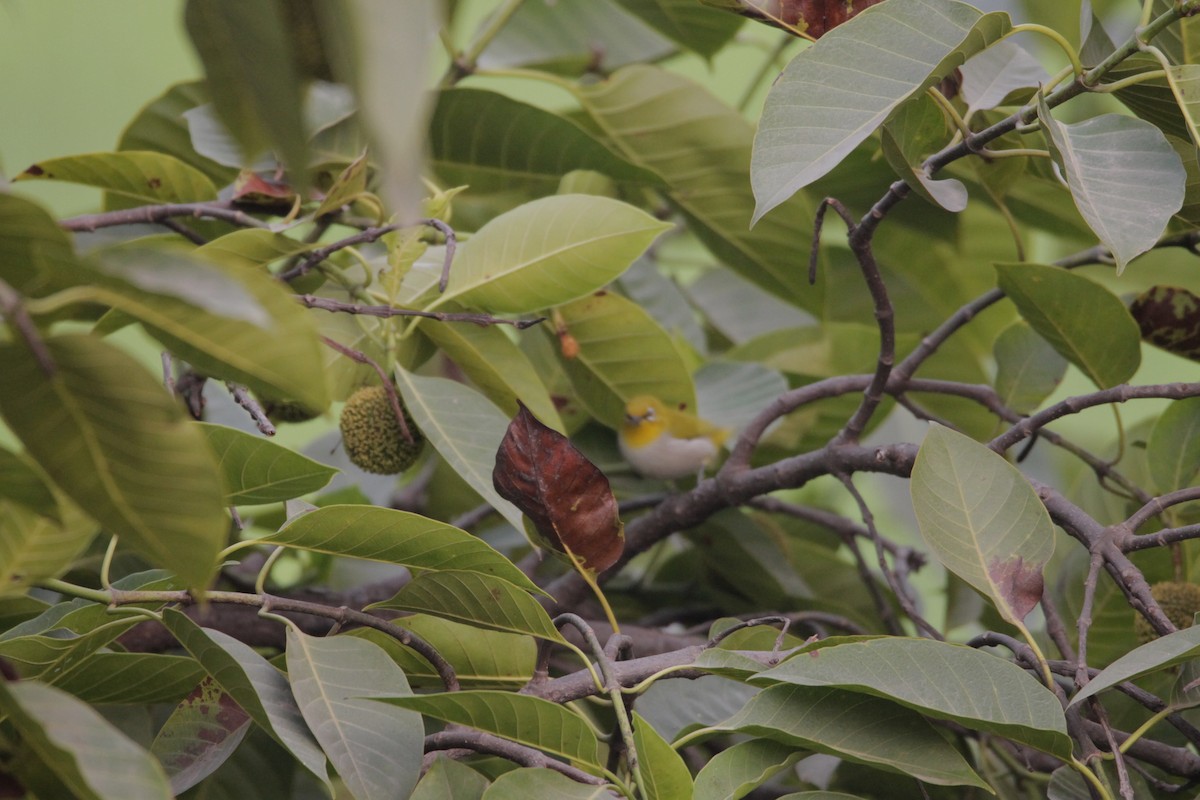 Indian White-eye - ML647683324