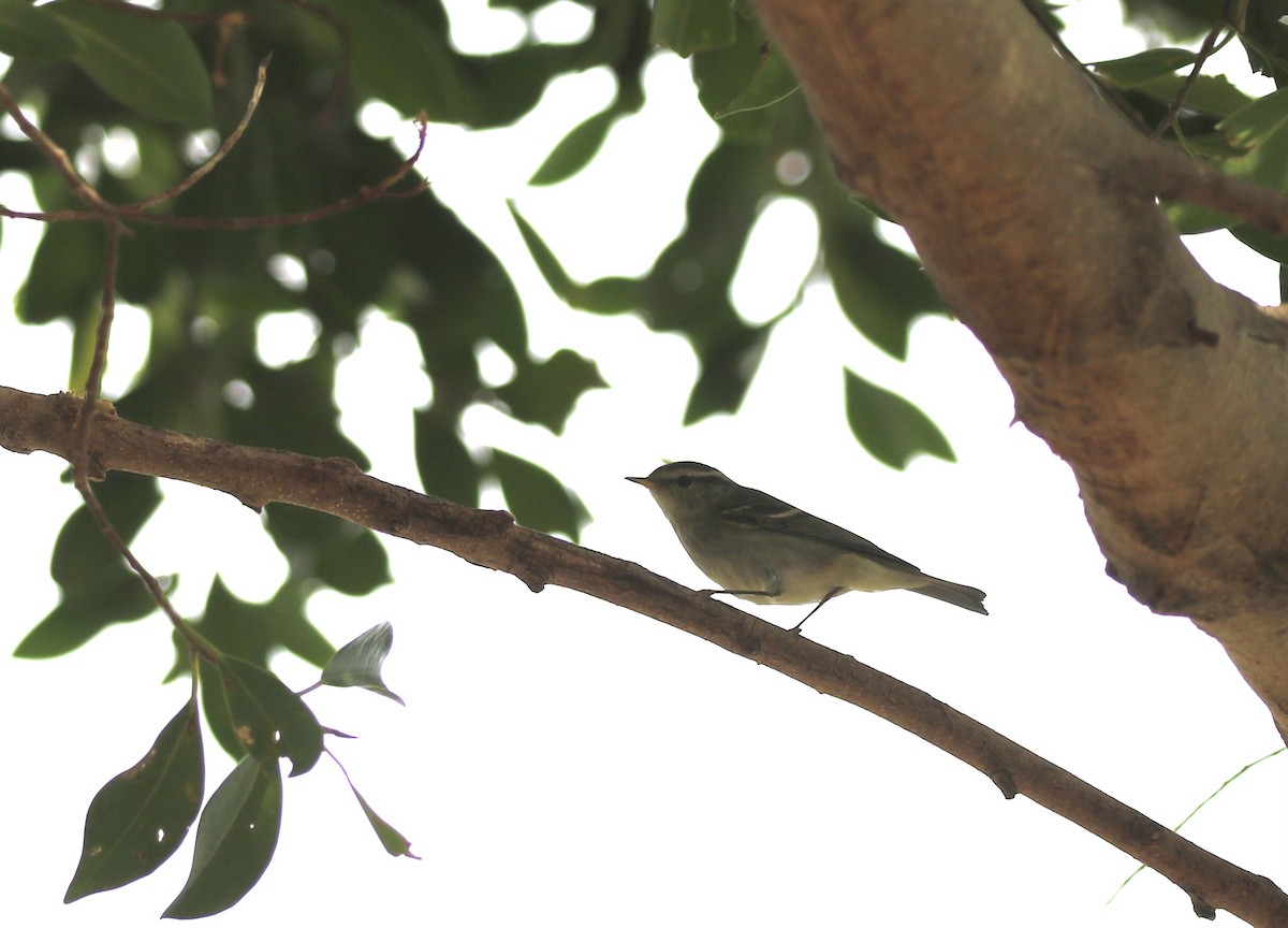 Mosquitero Bilistado - ML647683325