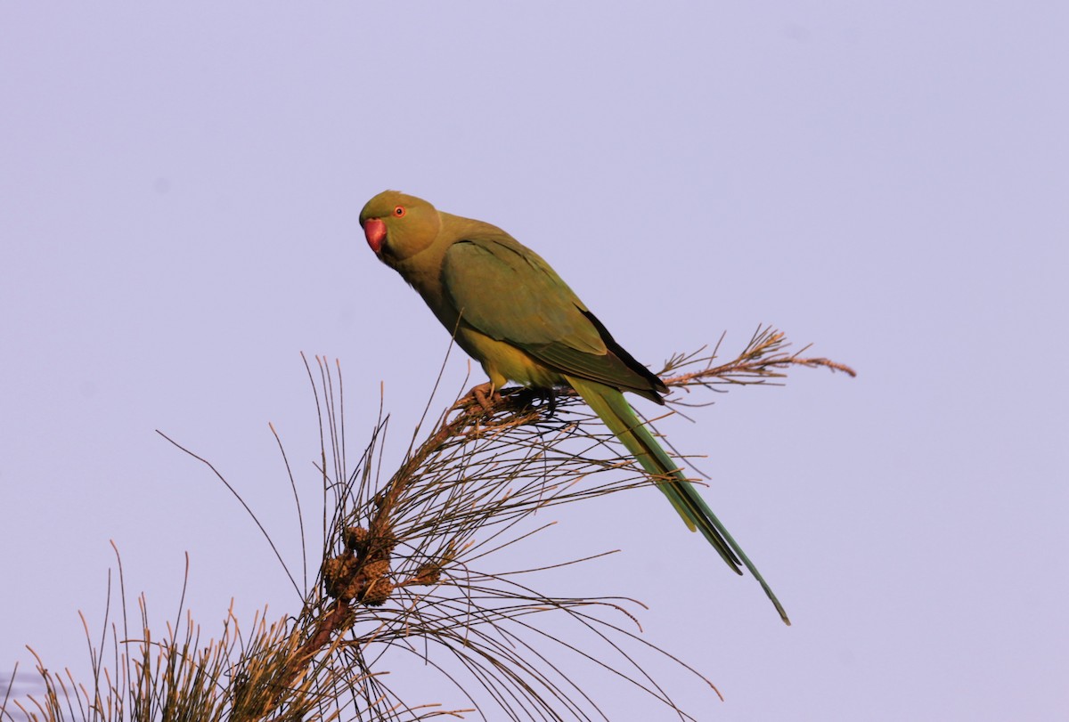 Cotorra de Kramer - ML647683327