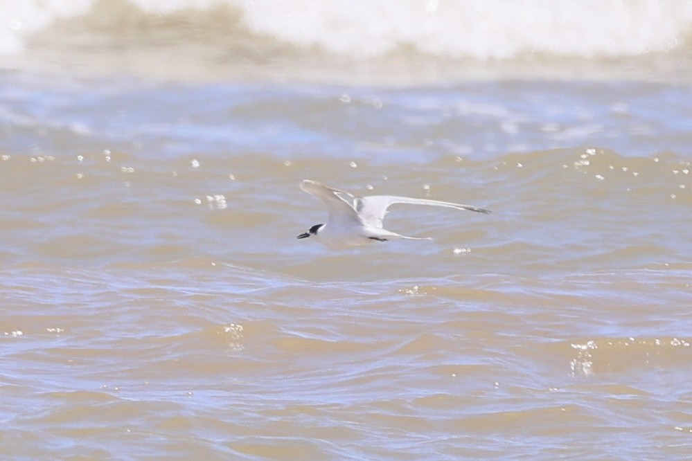 Charrán Común - ML647683330